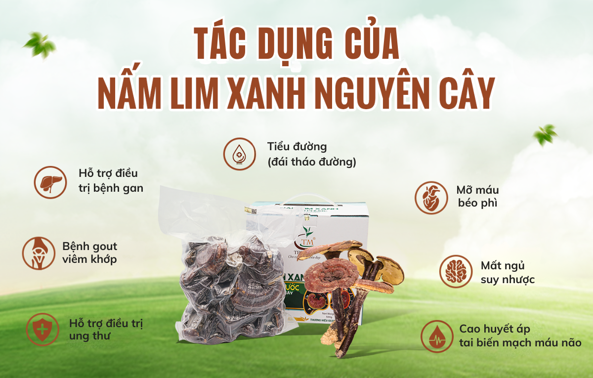 Nấm Lim Xanh trị bệnh gì